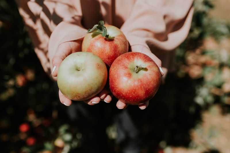 hands holding three picked apples